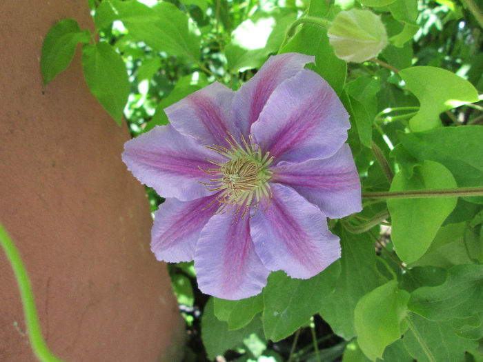 clematis - flori de mai 2013