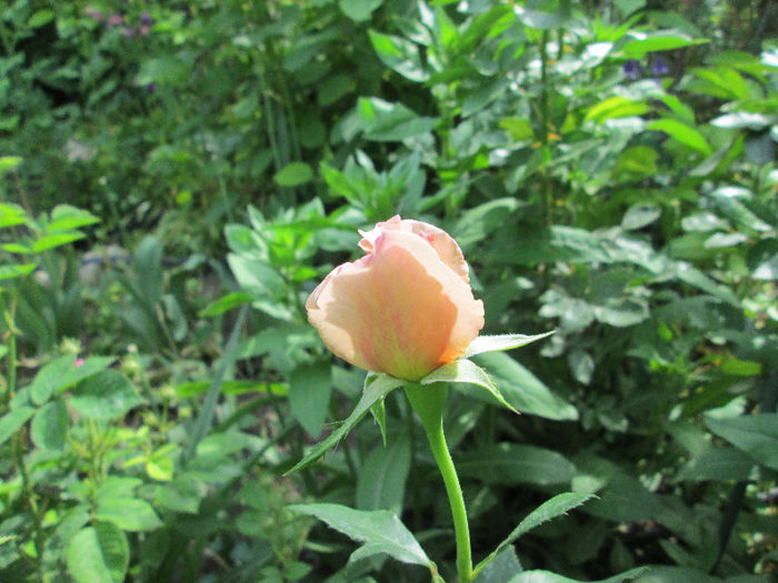 primul boboc de trandafir - flori de mai 2013