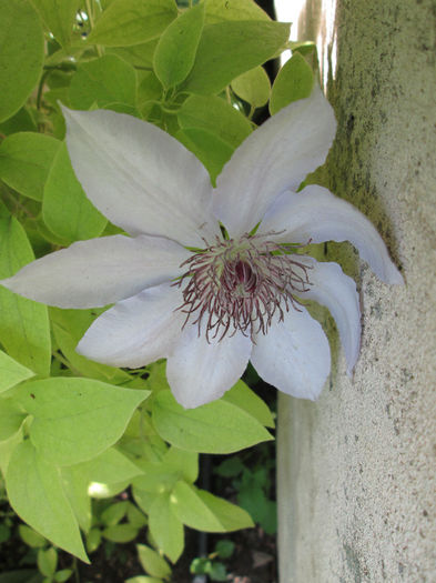 clematis - flori de mai 2013