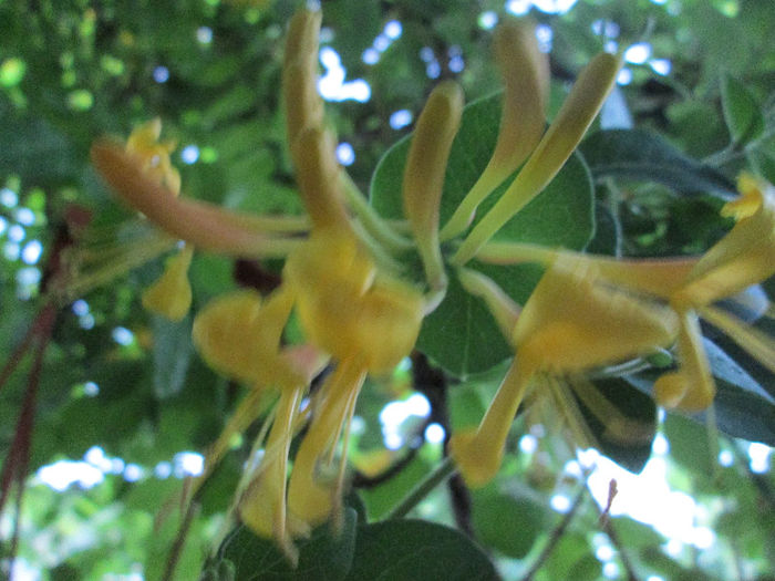 lonicera