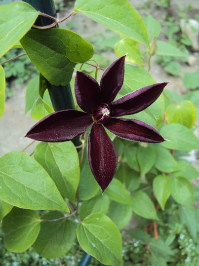 DSC03984 - 1 Clematite 2014