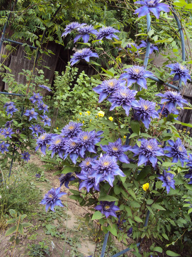 DSC04072 - 1 Clematite 2014