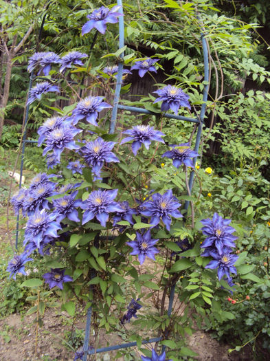 DSC04073 - 1 Clematite 2014