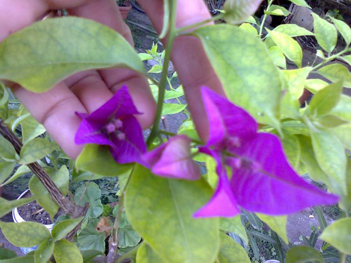  - A-Flori 2013