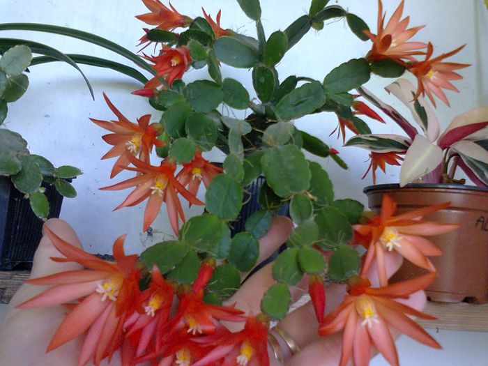  - A-Flori 2013