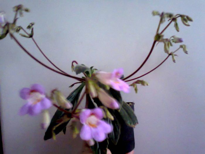  - A-Flori 2013