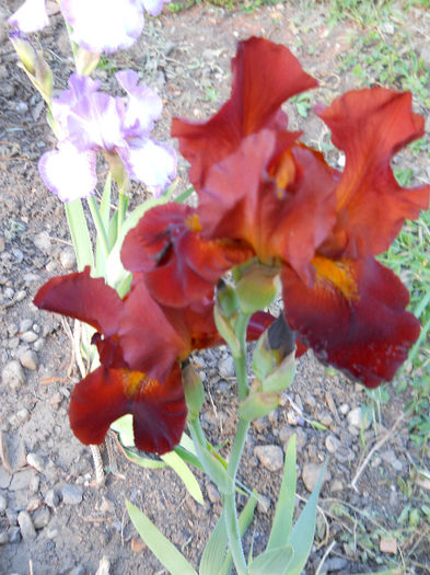 DSCN4566 - irisi 2013