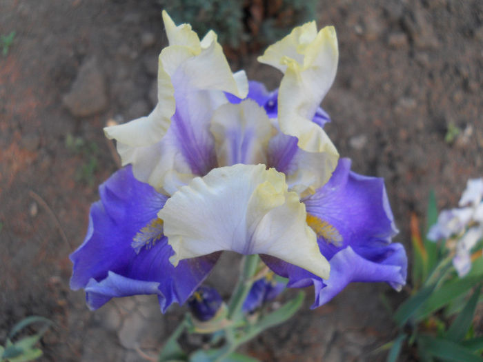 DSCN4569 - irisi 2013