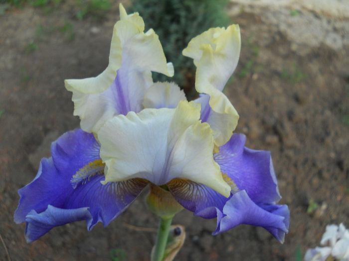 DSCN4570 - irisi 2013