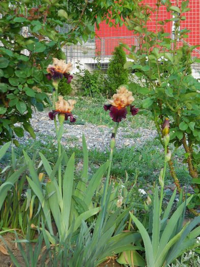 DSCN4575 - irisi 2013