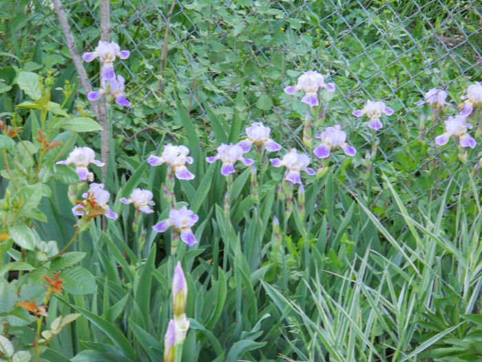 DSCN4580 - irisi 2013