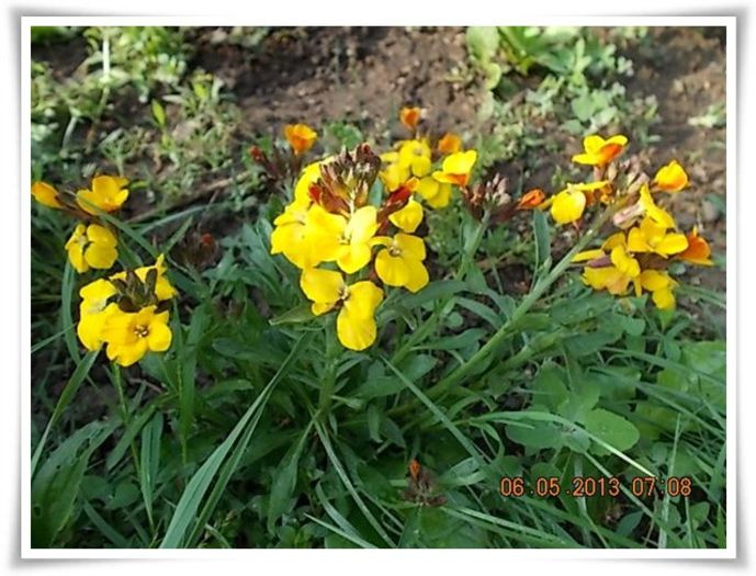 DSCN3180 - flori diverse 2013