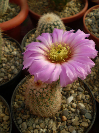 Echinocereus reichenbachii v. baileyi - Echinocereus 2013