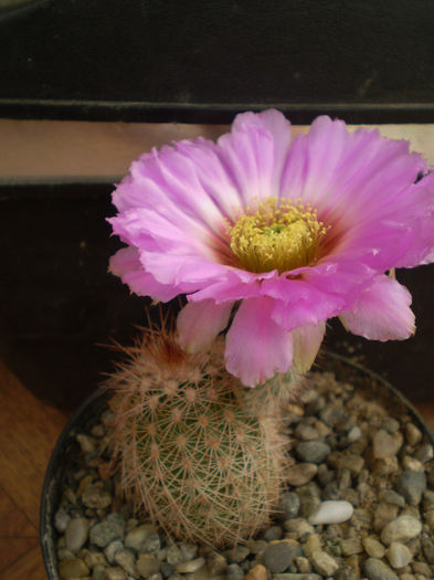 Echinocereus reichenbachii v. baileyi - Echinocereus 2013