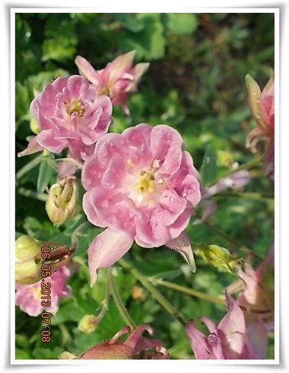 DSCN3184 - flori diverse 2013