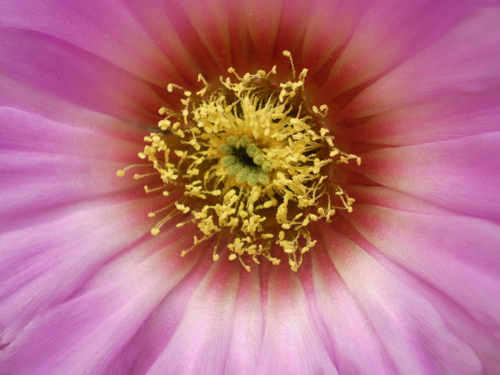 Echinocereus reichenbachii v. baileyi - Echinocereus 2013