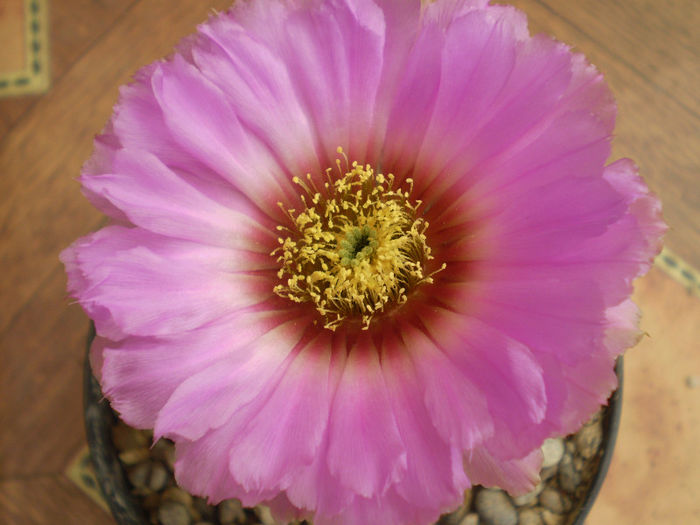 Echinocereus reichenbachii v. baileyi - Echinocereus 2013