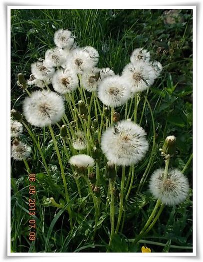 DSCN3185 - flori diverse 2013