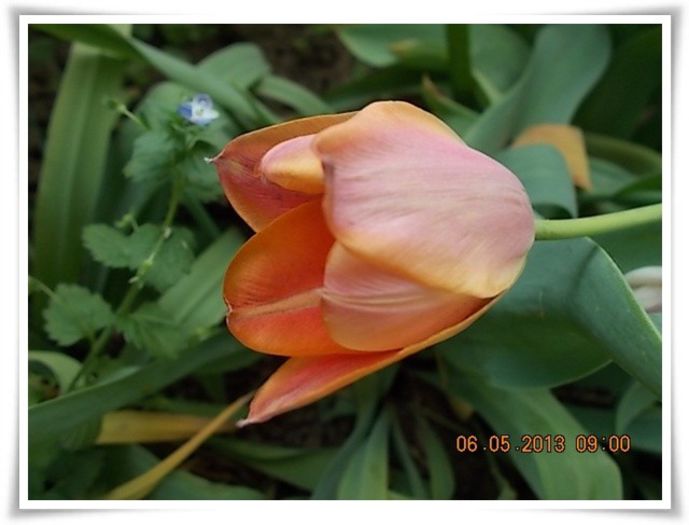 DSCN3193 - flori diverse 2013