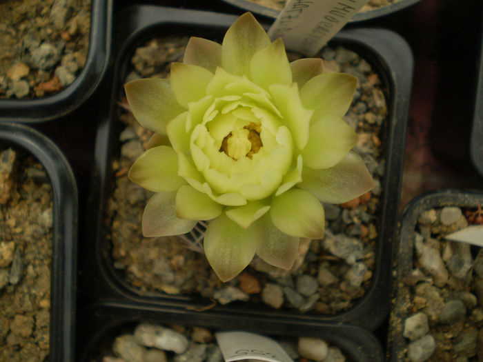 GYMNOCALYCIUM SCHATZLIANUM