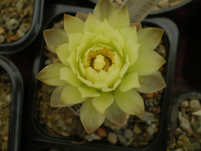 GYMNOCALYCIUM SCHATZLIANUM