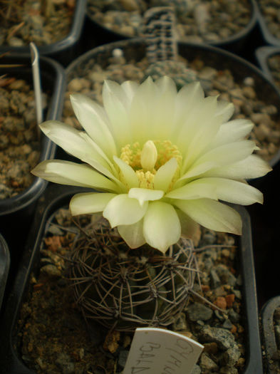 GYMNOCALYCIUM SCHATZLIANUM