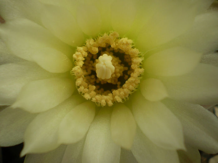 GYMNOCALYCIUM SCHATZLIANUM - Gymno 2013