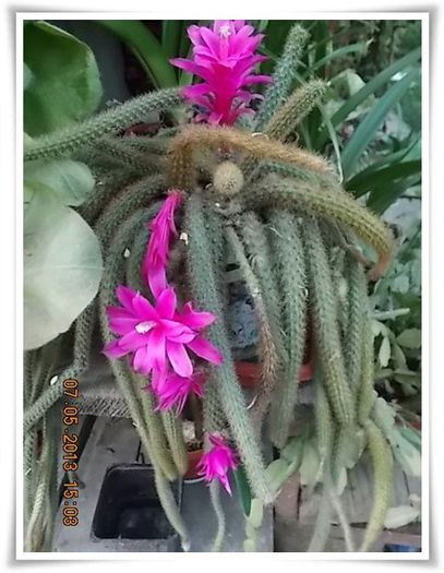 DSCN3533 - flori diverse 2013