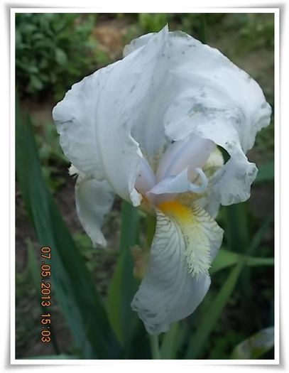 DSCN3535 - flori diverse 2013