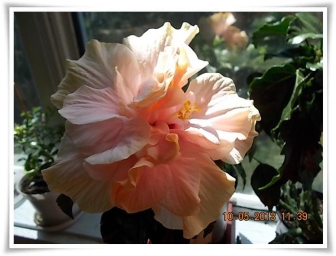 DSCN3756 - flori diverse 2013