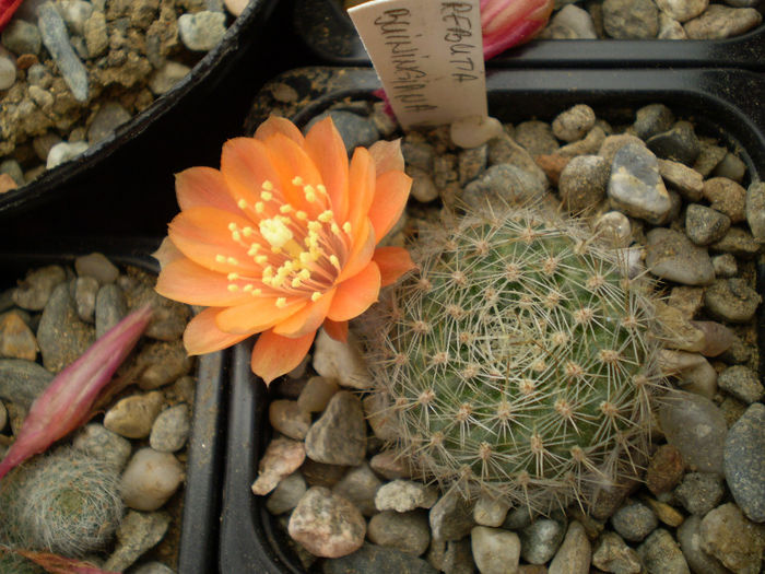 Rebutia buiningiana