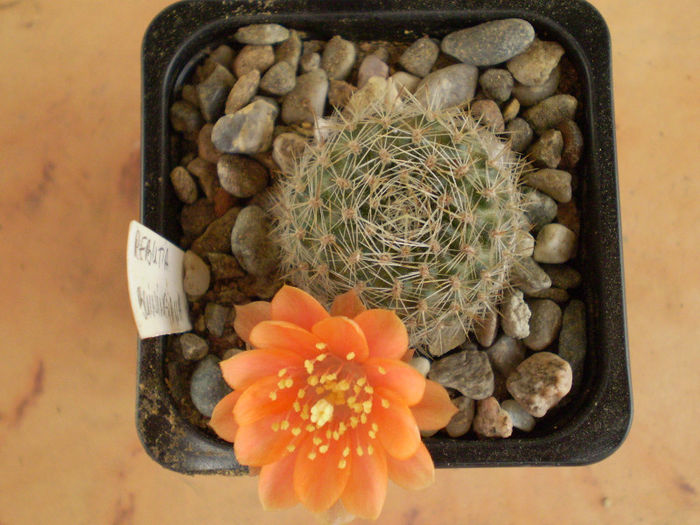 Rebutia buiningiana