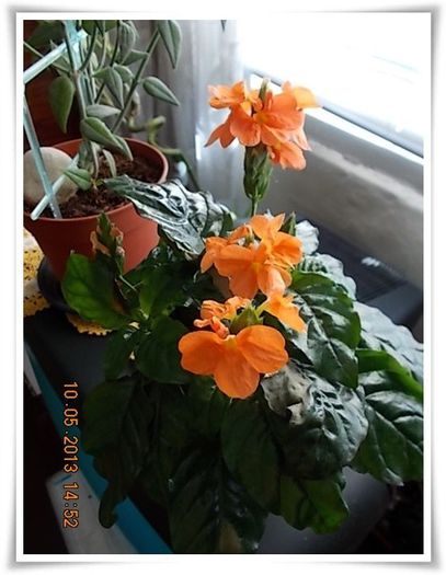 DSCN3808 - flori diverse 2013