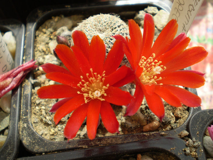 Rebutia albopectinata - Rebutia 2013