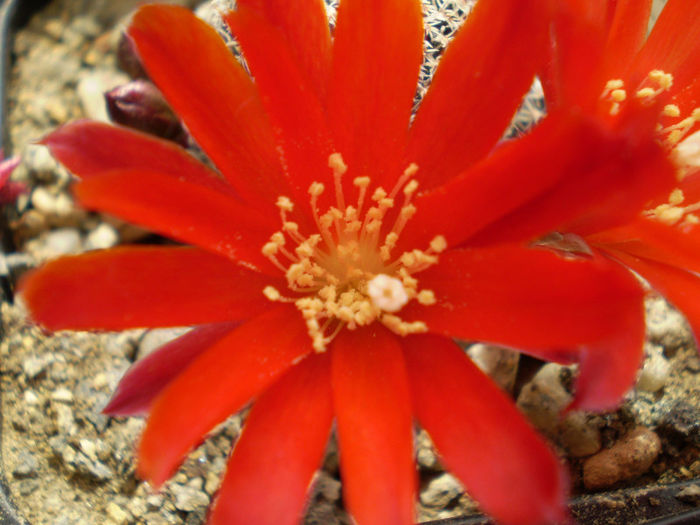 Rebutia albopectinata