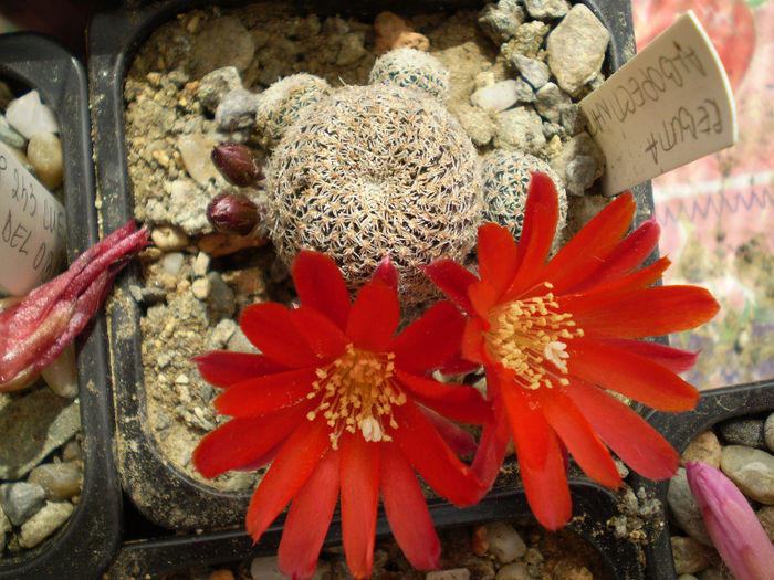 Rebutia albopectinata - Rebutia 2013