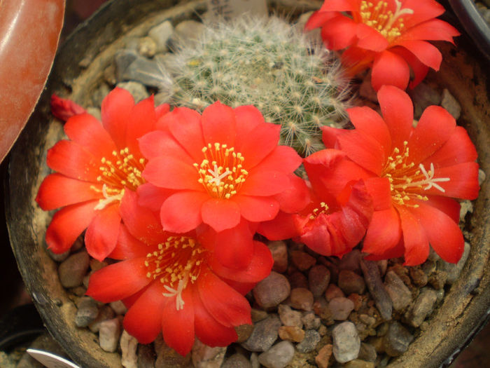 Rebutia tarvitaensis