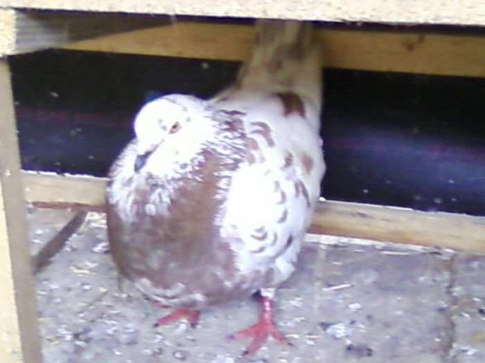 Fotografii-0024