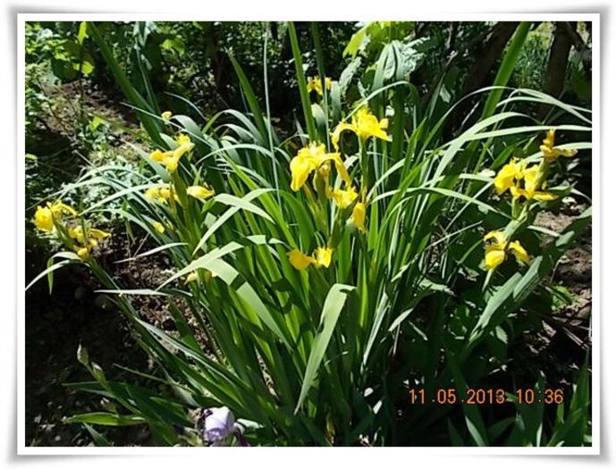 DSCN3838 - flori diverse 2013