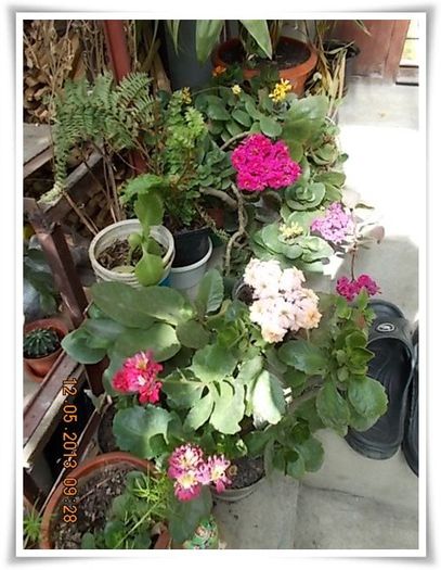 DSCN4050 - flori diverse 2013