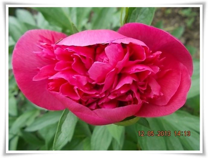 DSCN4077 - flori diverse 2013