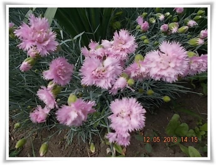 DSCN4084 - flori diverse 2013