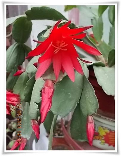 DSCN4093 - flori diverse 2013