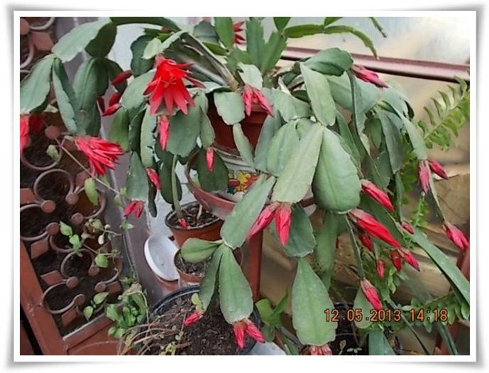 DSCN4094 - flori diverse 2013