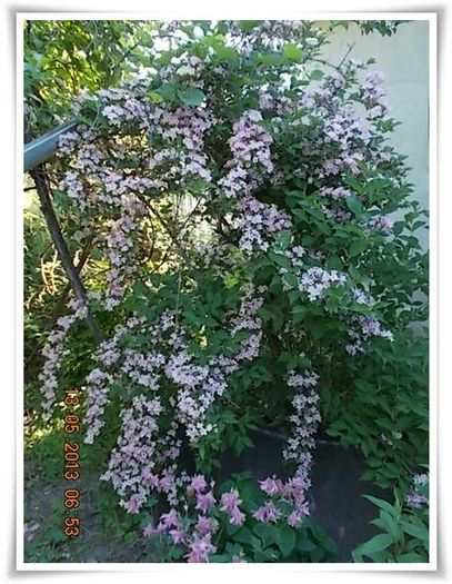 DSCN4140 - flori diverse 2013