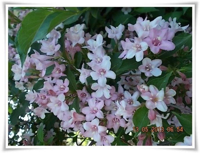 DSCN4142 - flori diverse 2013