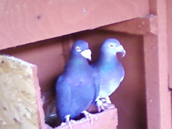 Fotografii-0031ajt t