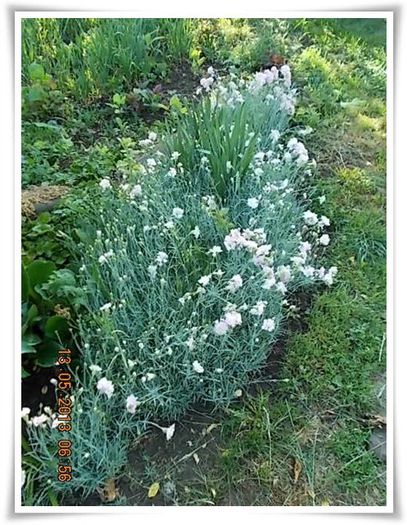 DSCN4150 - flori diverse 2013