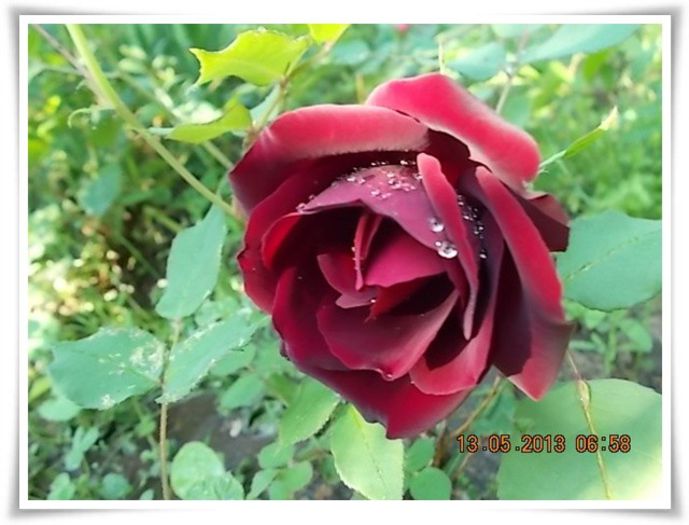 DSCN4160 - flori diverse 2013