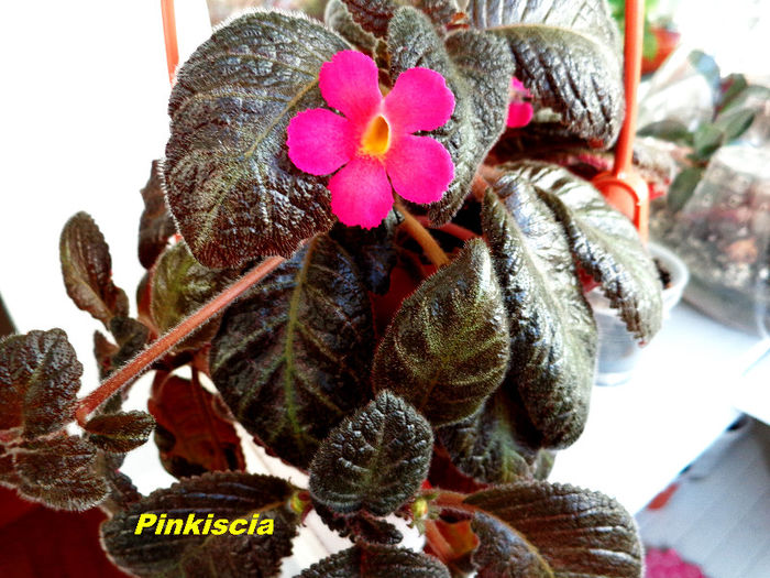 Pinkiscia (13-05-2013)